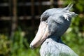 Shoebill, Abu Markub (Balaeniceps rex) Royalty Free Stock Photo