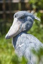 Shoebill, Abu Markub (Balaeniceps rex) Royalty Free Stock Photo