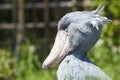 Shoebill, Abu Markub (Balaeniceps rex) Royalty Free Stock Photo