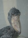 Shoebill, Abu Markub (Balaeniceps rex Royalty Free Stock Photo