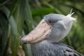 Shoebill, Abu Markub (Balaeniceps rex) Royalty Free Stock Photo