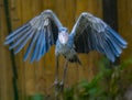 Shoebill aka Shoe billed stork - Balaeniceps rex - in flight Royalty Free Stock Photo