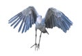 Shoebill aka Shoe billed stork - Balaeniceps rex - in flight flying towards camera Royalty Free Stock Photo