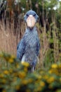 The shoebill Balaeniceps rex also known as whalehead or shoe-billed stork portrait in yellow reeds