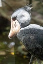 Shoebill, also known as whalehead, is a whale-headed stork. This picture features its iconic shoe-billed head. The showbill can