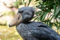 Shoebill, also known as whalehead, is a whale-headed stork. This picture features its iconic shoe-billed head. The showbill can