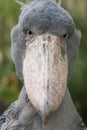 Shoebill - Balaeniceps rex