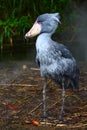 Shoebill (Balaeniceps rex) Royalty Free Stock Photo