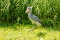 Side view of a proud Shoebill, also called Abu Markub, Latin Balaeniceps rex