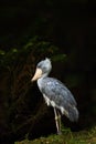 Shoebill Balaeniceps rex also known as whalehead or shoe-billed stork with dark background. Shoebill standing on the edge of Royalty Free Stock Photo