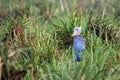 The shoebill Balaeniceps rex also known as whalehead or shoe-billed stork in dense reeds. Rare stork in the overgrown river