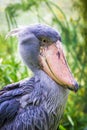 The Shoebill Balaeniceps rex also known as whalehead or shoe-billed stork.