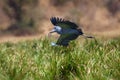 The shoebill ,Balaeniceps rex, also known as whalehead or shoe-billed stork flying. African stork flying