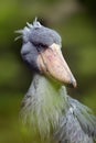 The shoebill Balaeniceps rex also known as whalehead or shoe-billed stork portrait in green reeds Royalty Free Stock Photo