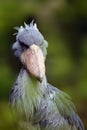 The shoebill Balaeniceps rex also known as whalehead or shoe-billed stork portrait in green reeds