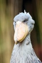 Shoebill Balaeniceps rex also known as whalehead or shoe-billed stork portrait in yellow reeds