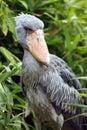 The shoebill Balaeniceps rex also known as whalehead or shoe-billed stork standing in green reeds