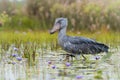 The Shoebill, Balaeniceps rex, also known as whalehead or shoe-billed stork, is a very large stork-like bird. It derives its name Royalty Free Stock Photo