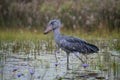 The Shoebill, Balaeniceps rex or Shoe-Billed Stork