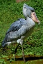 Shoebill