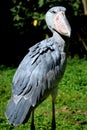 Shoebill