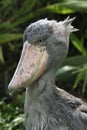 Shoebill (Balaeniceps rex)