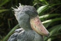 Shoebill (Balaeniceps rex) Royalty Free Stock Photo