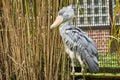 The shoebill, Balaeniceps rex, also whalehead, whale headed stork, or shoe billed stork