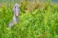 Shoebill, Balaeniceps rex, hidden in the green vegetation. Portrait of big beaked bird, Green swamp. Birdwatching in Africa.