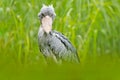 Shoebill, Balaeniceps rex, hidden in the green vegetation. Portrait of big beaked bird, Uganda. Birdwatching in Africa