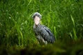 Shoebill, Balaeniceps rex, hidden in the green vegetation. Portrait of big beaked bird, Uganda. Birdwatching in Africa. Shoebill