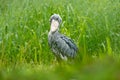 Shoebill, Balaeniceps rex, portrait of big beak bird, Congo. Detail wildlife scene from Central Africa. Rare bird in the green gra