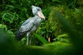 Shoebill, Balaeniceps rex, portrait of bird with big beak, Uganda, Central Africa. Rare bird in the green grassy forest. Royalty Free Stock Photo