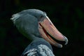 Shoebill, Balaeniceps rex, portrait of bird with big beak, Uganda, Central Africa. Rare bird in the green grassy forest. Royalty Free Stock Photo