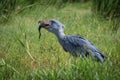 The Shoebill, Balaeniceps rex or Shoe-Billed Stork