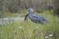 The Shoebill, Balaeniceps rex or Shoe-Billed Stork