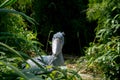 The shoebill, Balaeniceps rex Royalty Free Stock Photo