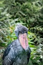 The shoebill, Balaeniceps rex Royalty Free Stock Photo