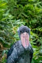 The shoebill, Balaeniceps rex Royalty Free Stock Photo