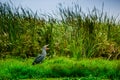 Shoebill, Balaeniceps rex