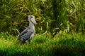 Shoebill, Balaeniceps rex Royalty Free Stock Photo