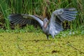 Shoebill, Balaeniceps rex