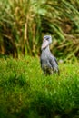 Shoebill, Balaeniceps rex