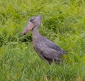 A shoebill stork in Entebbe Uganda