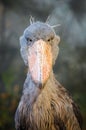 The shoebill, balaeniceps rex, whalehead or shoe-billed stork, large stork-like bird with a shoe-shaped bill. Large grey african b