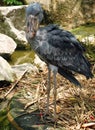 Shoebill bird portrait