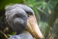 Shoebill bird portrait, profile of big bird Royalty Free Stock Photo