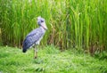 Shoebill in natural environment Royalty Free Stock Photo