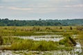 Shoebill pair courting in the Mabamba swamp Royalty Free Stock Photo