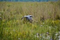 Shoebill prepping to take off Royalty Free Stock Photo